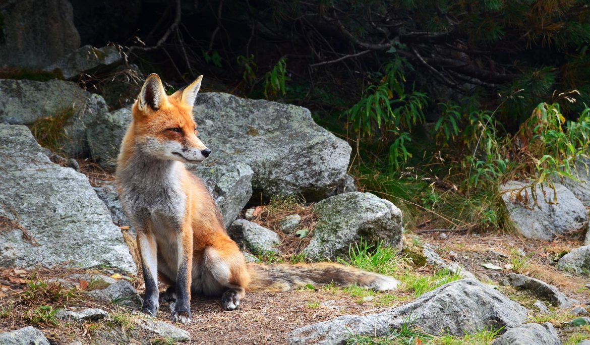A tip from the fox hunting debate