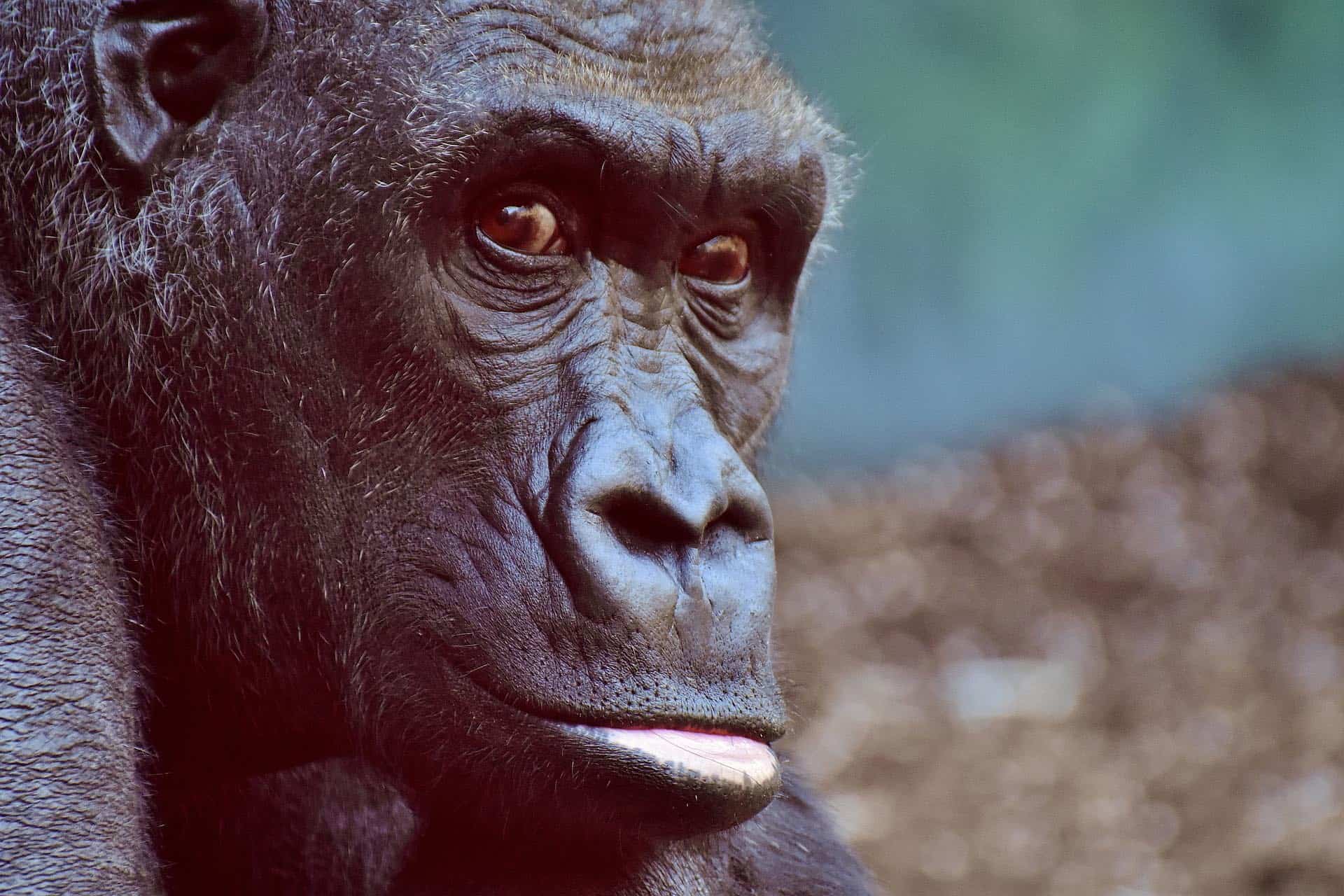 Leaders need to spot gorillas