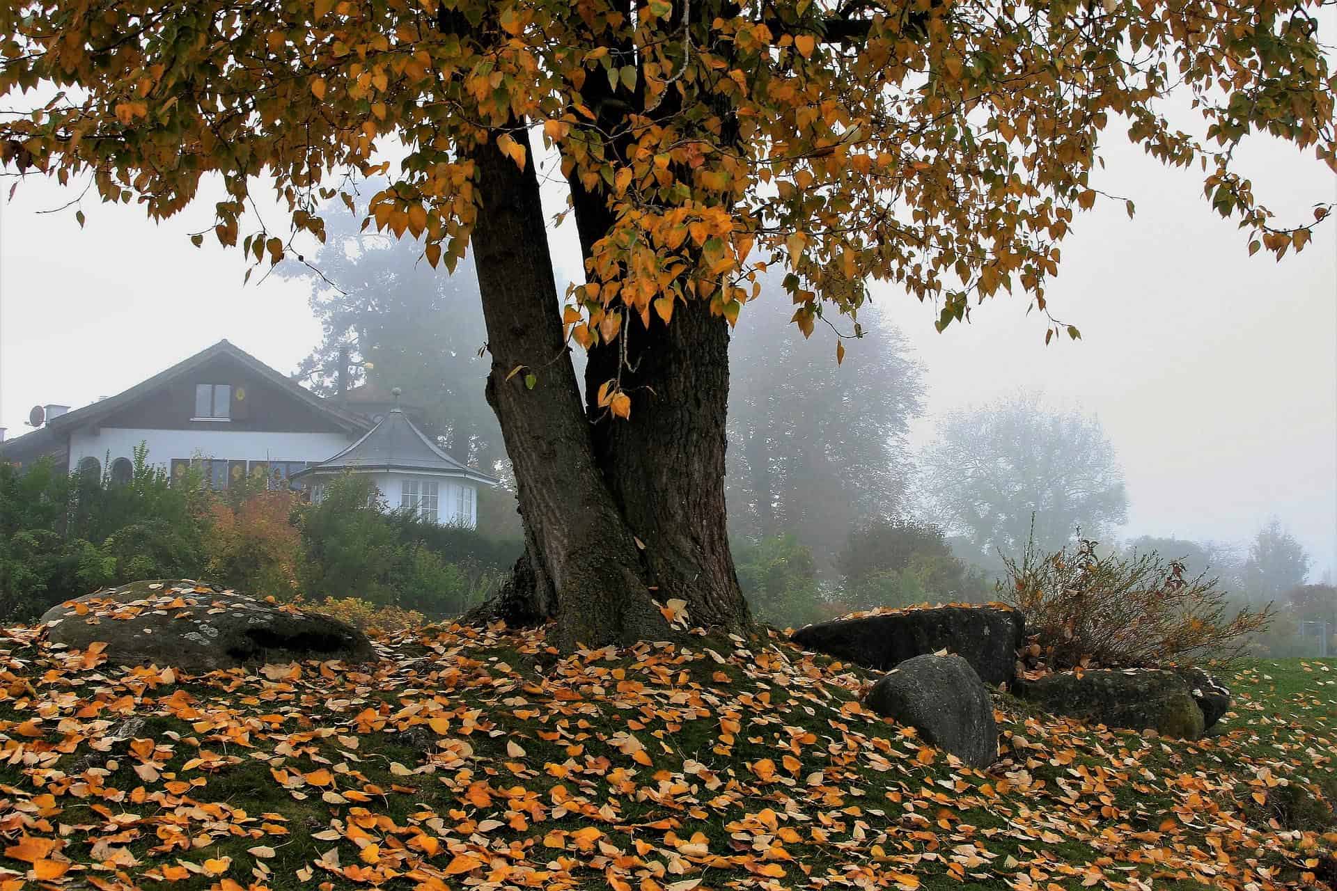 фото с листьями дома