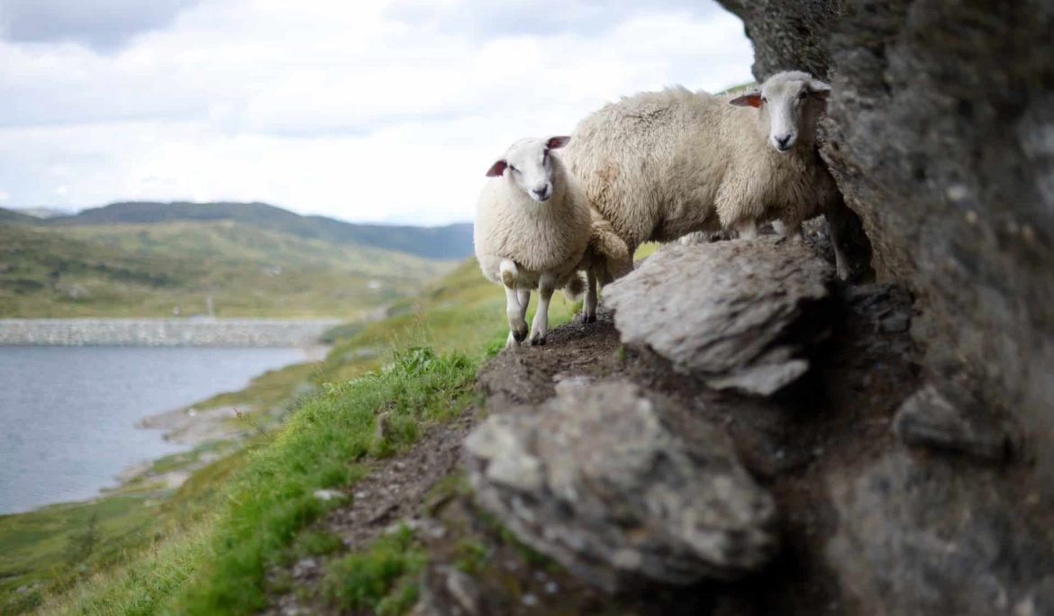 Don’t be a silly dead sheep