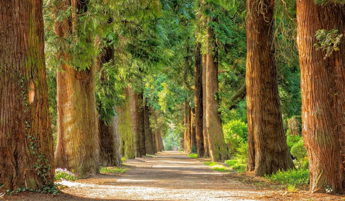 Cut down paper, not trees!