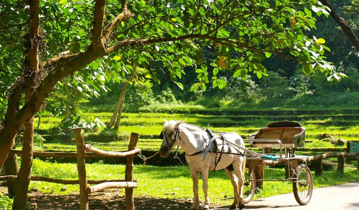 Don’t put the cart before the horse