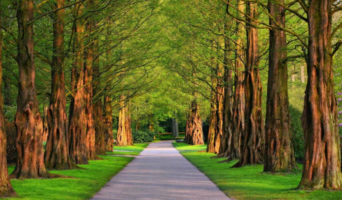 Walking the path to private dentistry