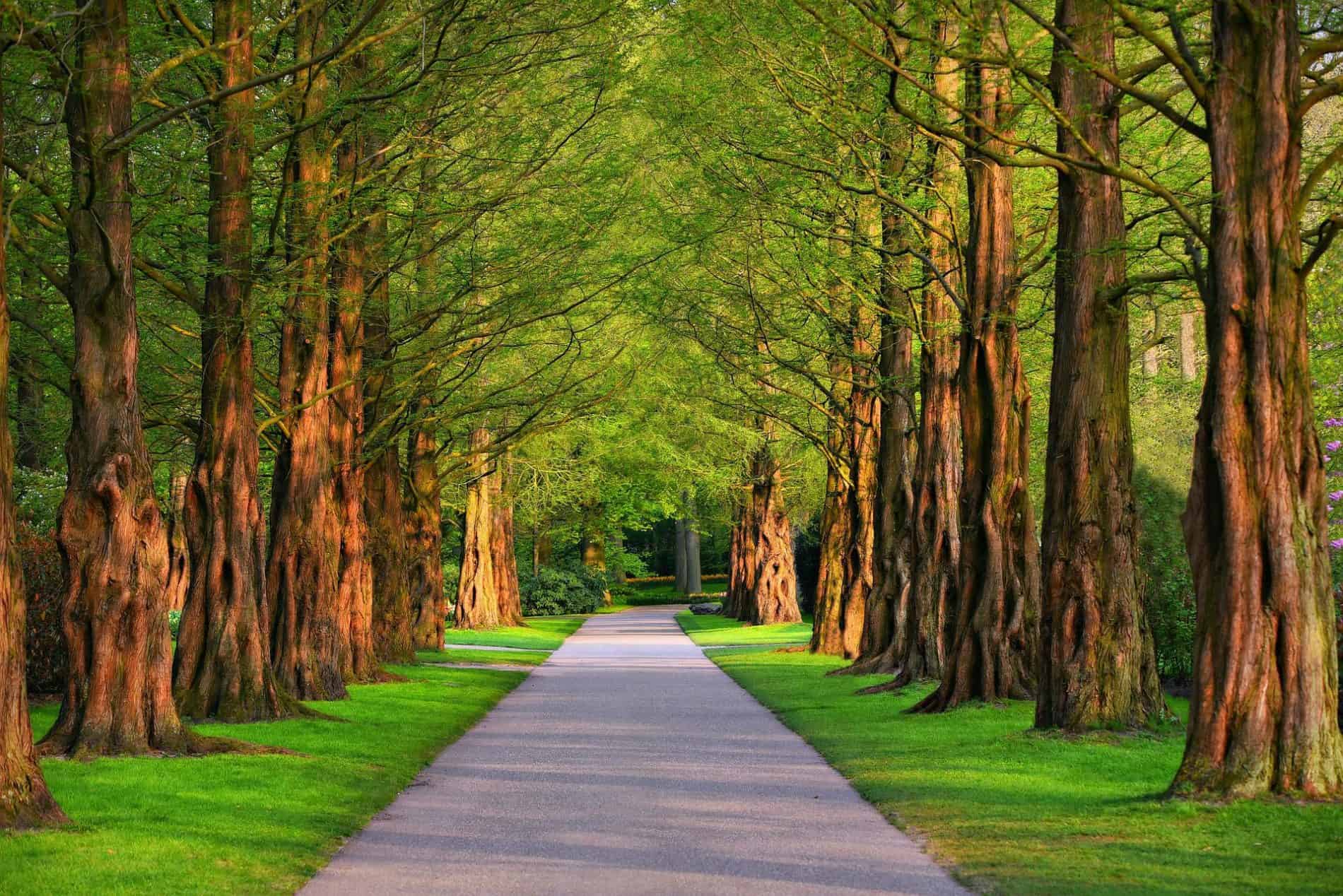 Walking the path to private dentistry