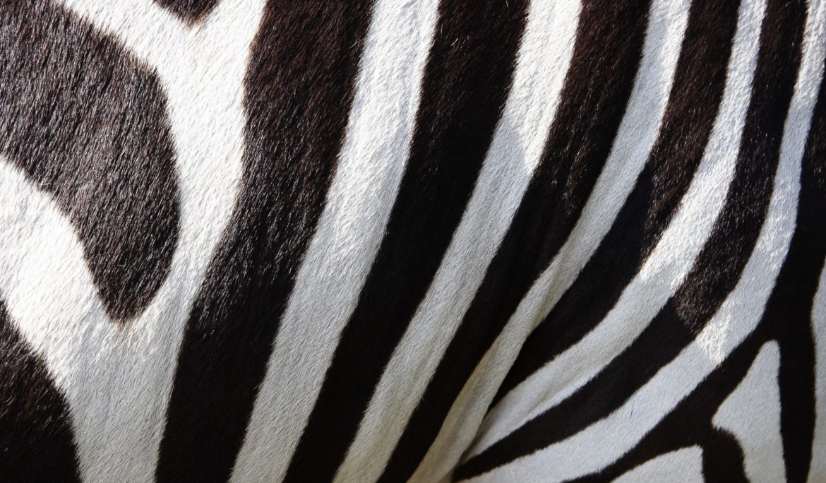 Why every zebra needs a red dot
