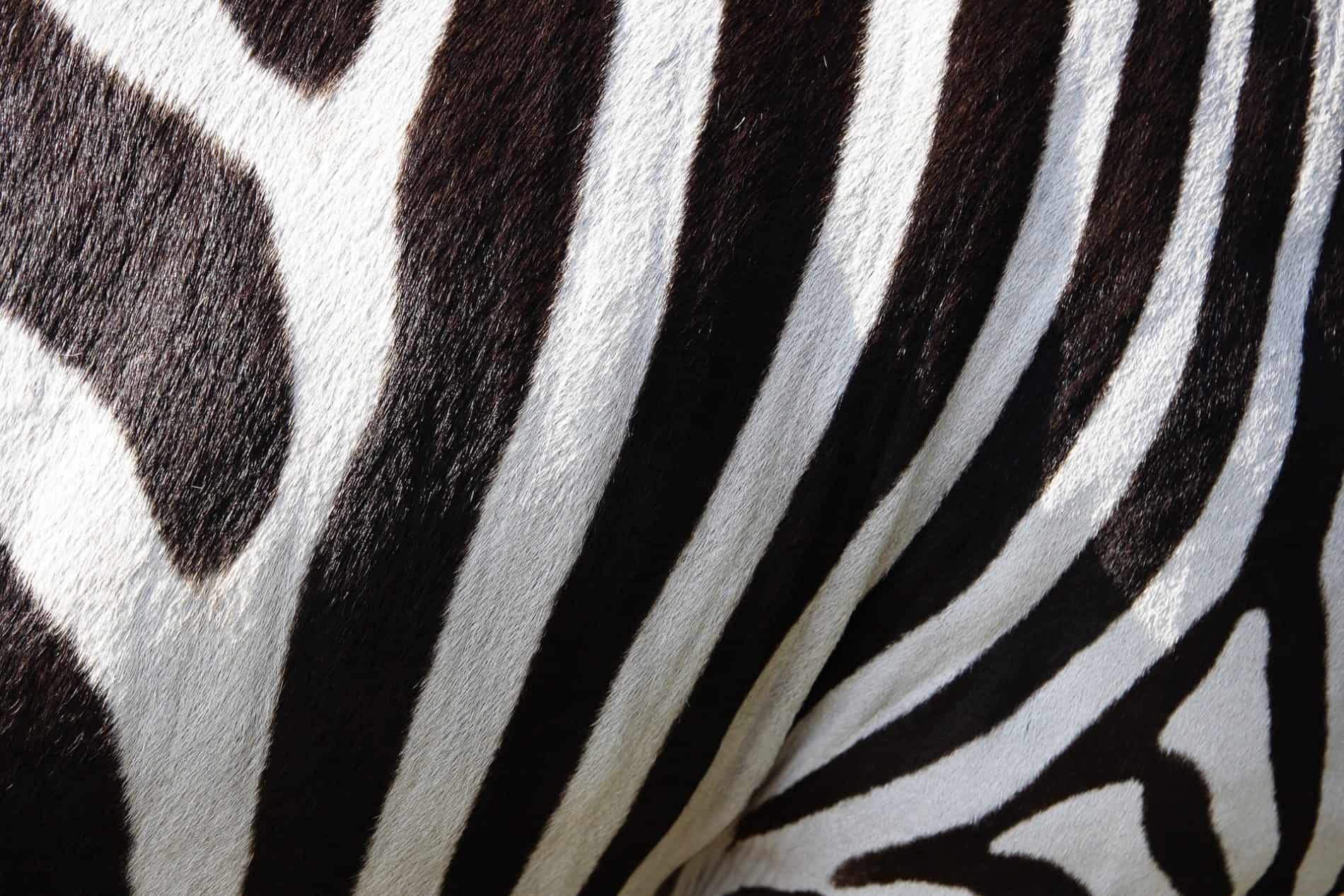 Why every zebra needs a red dot